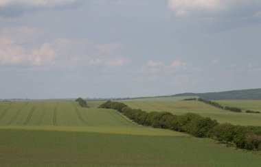 Tarlaları ve ormanları olan manzara