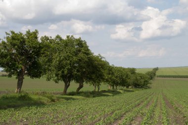 Tarladaki ağaçlar