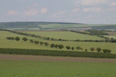 Mavi gökyüzü ile yeşil tarlaların manzarası