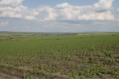 Brezilya 'daki yeşil mısır tarlaları