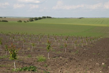 Mavi bulutlu gökyüzü ile yeşil üzüm bağları
