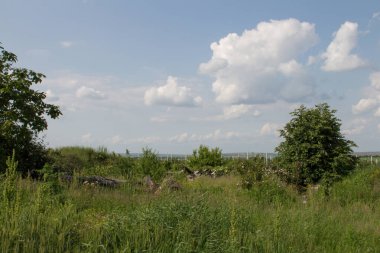 Yeşil bir tarlası ve bulutlu bir gökyüzü olan yaz manzarası