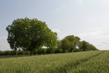 alanın içindeki genç çiftçi