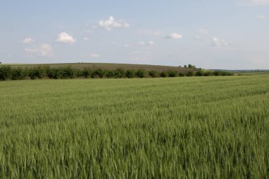 Mavi gökyüzünün arka planında buğday tarlası