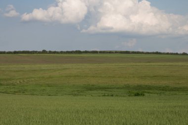 Yeşil buğday tarlası ve mavi gökyüzü olan bir yer..