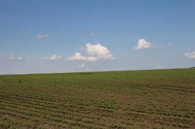 Yeşil tarla ve bulutlu mavi gökyüzü