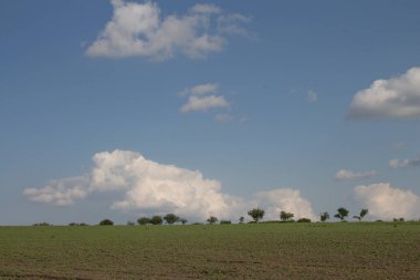 Ağaçlar ve mavi gökyüzü olan güzel yeşil bir manzara.