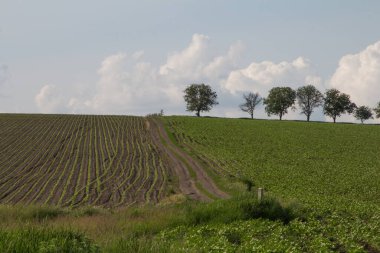 Ülkenin tarlalarının ve tarlalarının manzarası