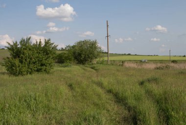 Yazın yeşil çayır.