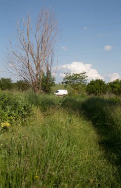 Yeşil bitkiler ve ağaçlar orman