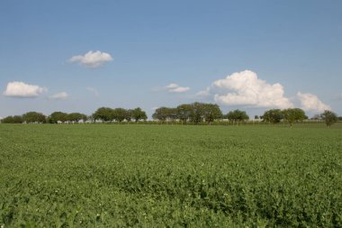 Ağaçlı tarlalar, tarım
