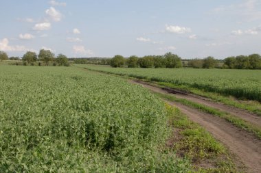 Baharda tarlalar ve yeşil ağaçlar