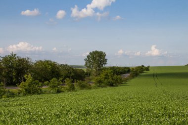 yeşil tarla ve mavi gökyüzü