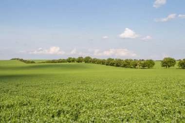Mavi gökyüzü arka plan ile yeşil buğday alanı.