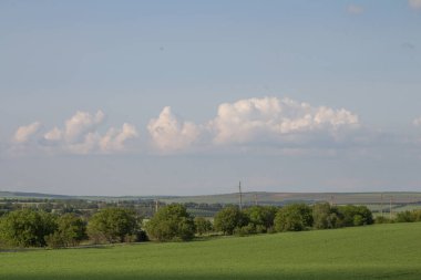 Güzel bir buğday tarlası manzarası