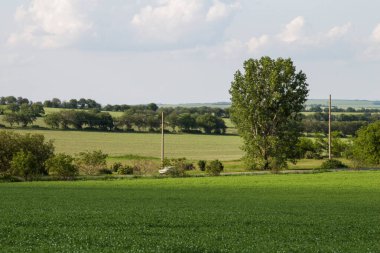 Yeşil alanlar ve ağaçlar.
