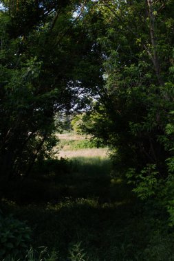 Ağaçların üzerinde güzel bir orman