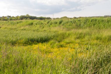 Ormandaki çayır ve çimenler
