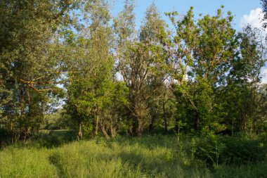 Yeşil orman ve ağaç