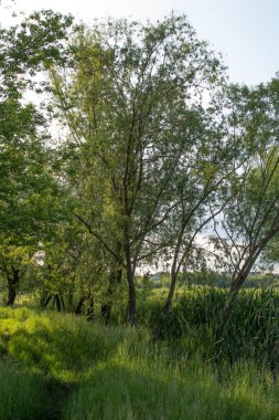 Ağaçları ve mavi gökyüzü olan yeşil tarla