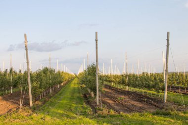 Meyve bahçesinde büyüyen yeşil elmalar