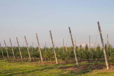 Akşamları elma bahçesi