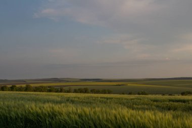 Yazın yeşil buğday tarlası. Akşamları buğday tarlası. Yazın buğday başakları. Kırsal kesimde tarım manzarası. buğday kulakları