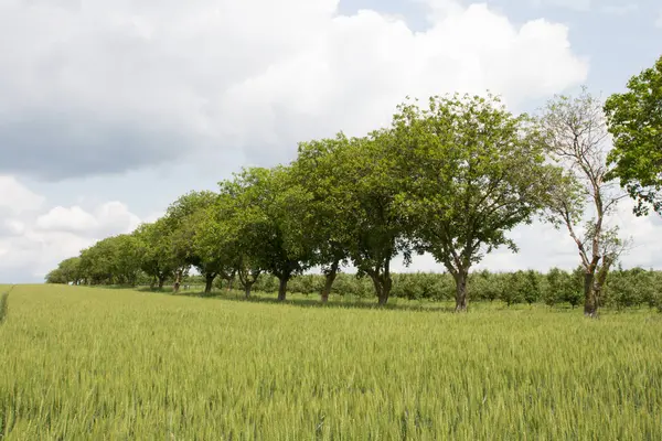 ağaçlar yeşil yaprakları ile