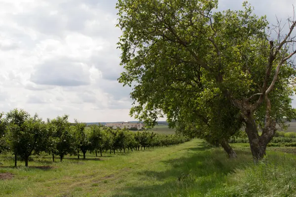 Mavi gökyüzünün altındaki bir üzüm bağının dikey görüntüsü.