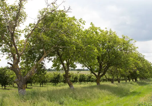 Almanya 'da ağaçlı elma bahçesi