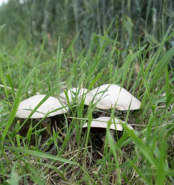 Ormanda beyaz mantar