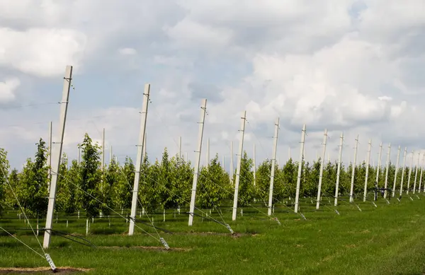 İlkbaharda sıra sıra ağaçlarla dolu elma bahçesi.