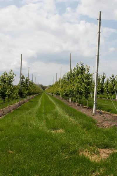 elma bahçesi erken Bahar