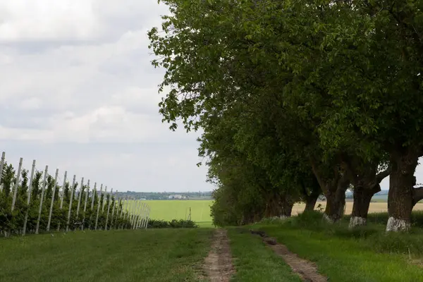 Ağaçları ve mavi gökyüzü olan güzel bir manzara.