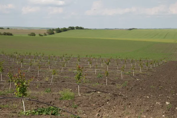 Mavi bulutlu gökyüzü ile yeşil üzüm bağları