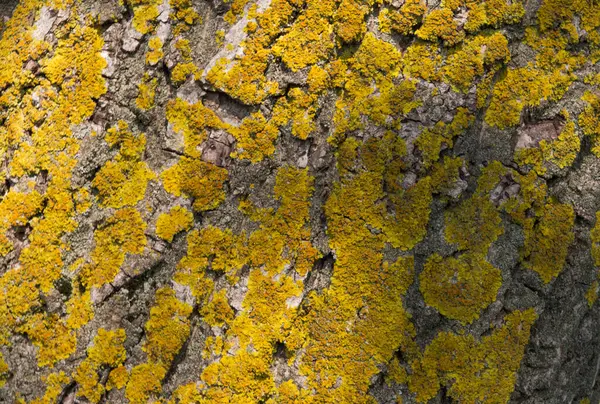 ağaç kabuğu dokusu arkaplanı