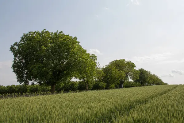 alanın içindeki genç çiftçi