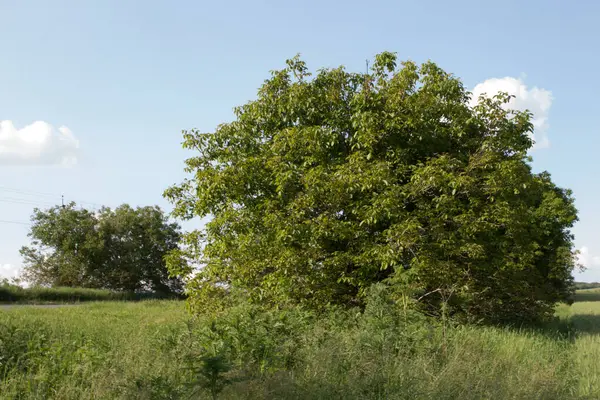 Alanda ağaç, arkaplan olarak fotoğraf, dijital resim
