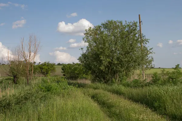 Yeşil çimenleri, ağaçları ve mavi gökyüzü olan yaz kırsal arazisi