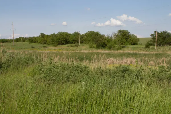 Yoldaki yeşil çimlerin olduğu bir arazi.