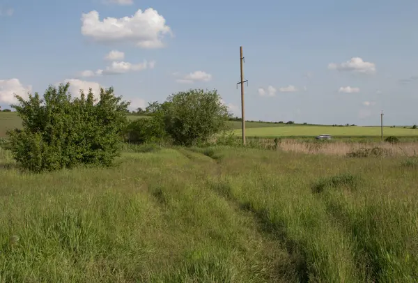 Yazın yeşil çayır.