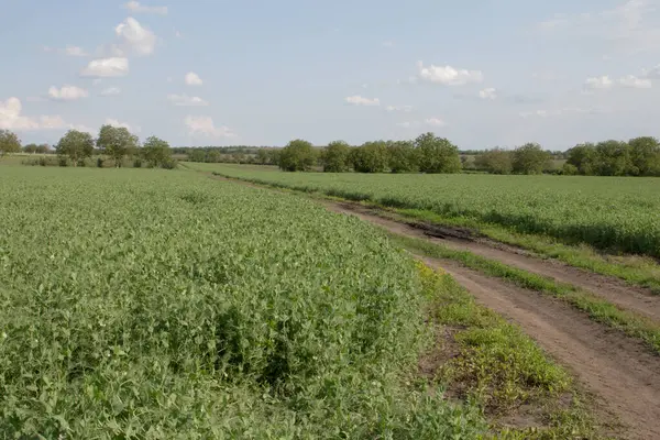 Baharda tarlalar ve yeşil ağaçlar