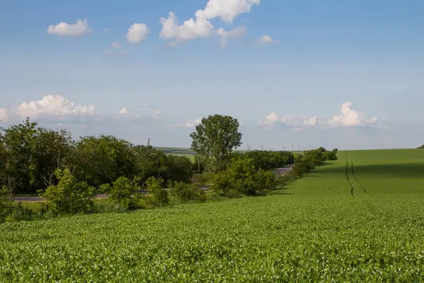 yeşil tarla ve mavi gökyüzü