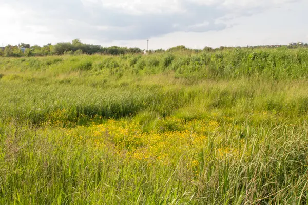 Ormandaki çayır ve çimenler