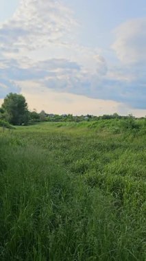 Ağaçlı ve otlu güzel bir manzara.