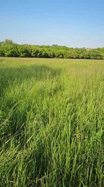 Kırsalda yeşil buğday tarlası