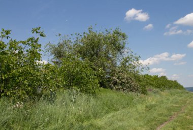 Yeşil Çimen ve Mavi Gökyüzü