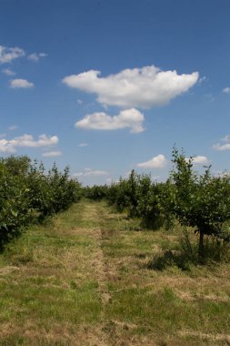 Arkasında elma tarlası olan güzel bir manzara.