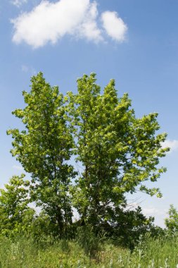 Yeşil ağaç ve gökyüzü