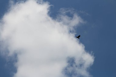 Mavi gökyüzünde uçan siyah kuş